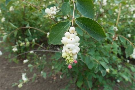 Raceme Of Pink Flowers And White Snowberries Stock Photo Image Of