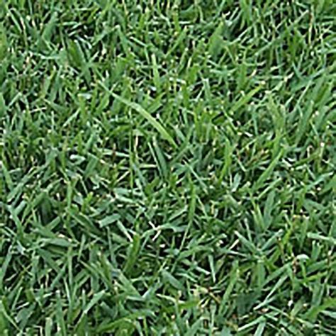 Here at the artificial lawn company, we have an extensive range of different types of artificial grass for sale. Atlanta Zoysia | Zoysia Grass | Atlanta Zoysia Sod