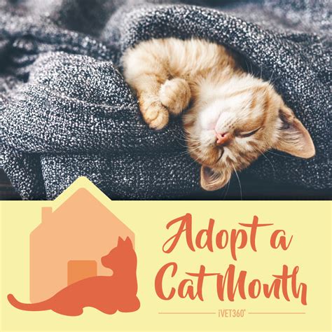 American Humanes Adopt A Cat Month Ivet360 Social Calendar