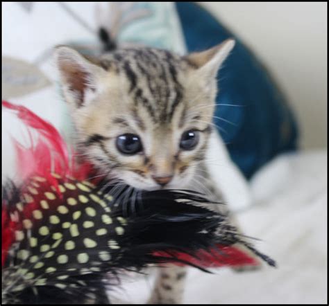Bengal Kittens Oklahoma