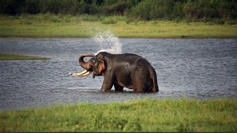 Big Elephant In Musth Cooling Himself With Water Youtube