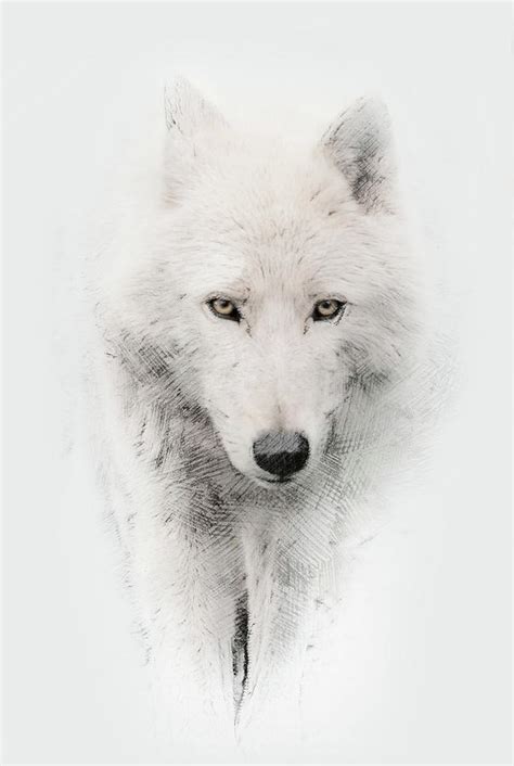 Arctic Wolf Photograph By John Fotheringham Fine Art America