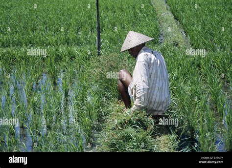 Rice Paddy Fields Crops Growing In Shallow Water Man Working Clearing