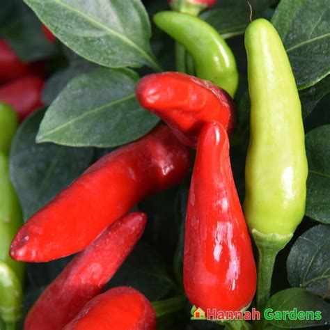 Super Chili Pepper Plant Earlyhot 25″ Pot Hannah Gardens