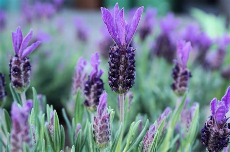 Lavender Flowers Nature Free Photo On Pixabay