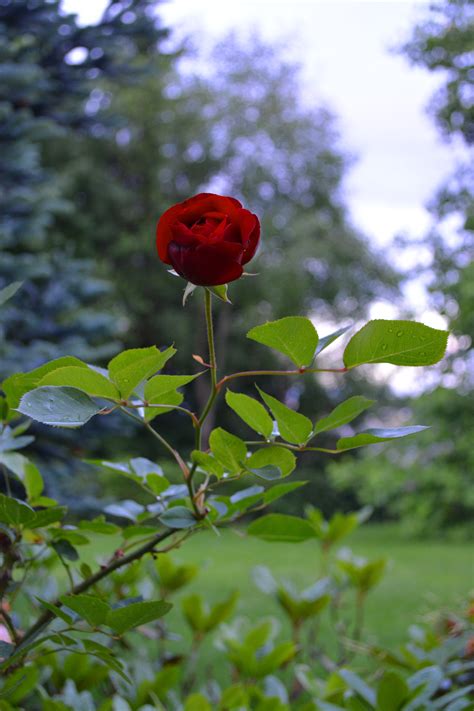 Free Photo Single Red Rose Anniversary Rain Nature Free Download
