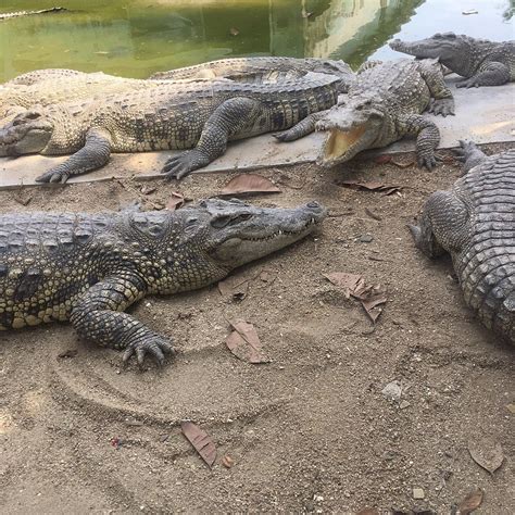 Crocodile Island Zhuhai 2022 Alles Wat U Moet Weten Voordat Je Gaat Tripadvisor