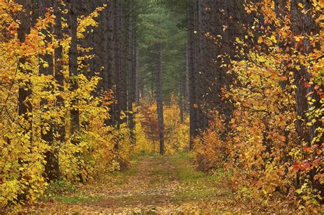 Photo Forest Autumn Forest Yellow Leaves Free Pictures On Fonwall