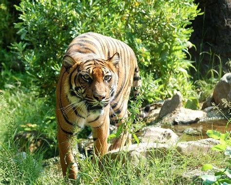 Free Images Animal Wildlife Zoo Jungle Predator Fauna