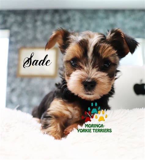 1 year genetic health guarantee, shots up to date with complete health papers.leash,puppy. Available Micro Teacup Yorkies* Toy Yorkie Puppies* Yorkie ...