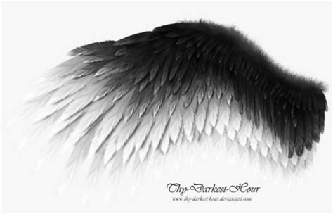 Fallen Angel Wing Png Clipart Black And White Download Black And White Wings Png Png Image