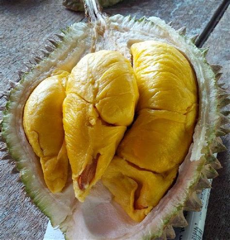 Cara menanam durian dari biji yang pertama ialah memilih benih durian montong yang berkualitas. Jual benih biji durian musang king di lapak CLARA GARDEN ...
