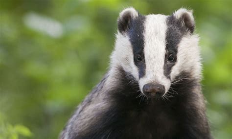 Police Appeal After Dead Badgers Found The Pembrokeshire Herald