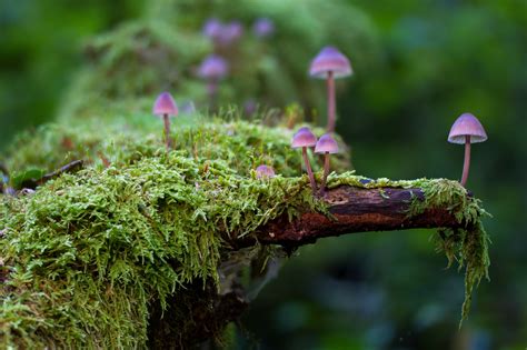 Download Nature Moss Mushroom 4k Ultra Hd Wallpaper By Adege