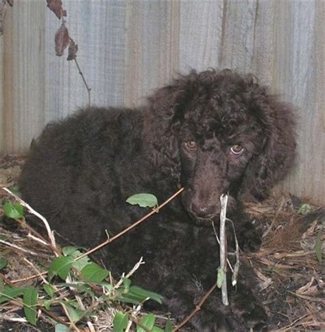 Check spelling or type a new query. Standard Poodle Dog Breed Information and Pictures