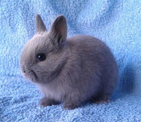Everything You Need To Know About The Netherland Dwarf Rabbits