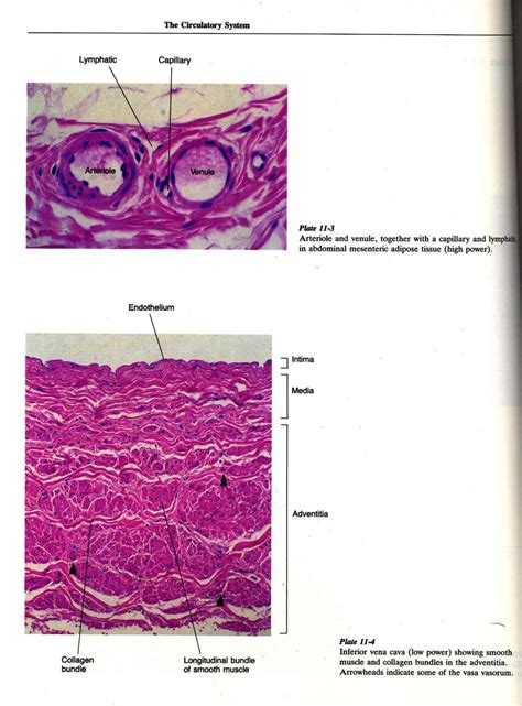 Essential Histology Introduction To Histology Histology How It