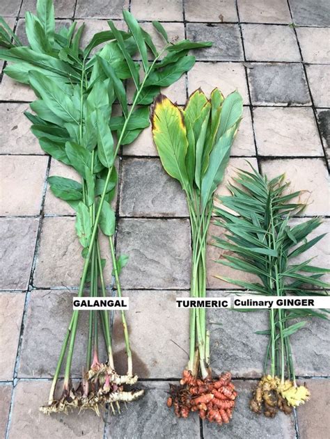 Ginger Tumeric And Galangal Roots Plants Edible Garden Vege Garden