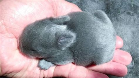 Newborn Baby Bunnies Cutest Bunnies Adorable Baby Rabbits Youtube