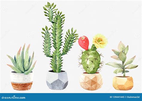 Watercolor Collection Cactus Cacti And Succulents In Pots Stock