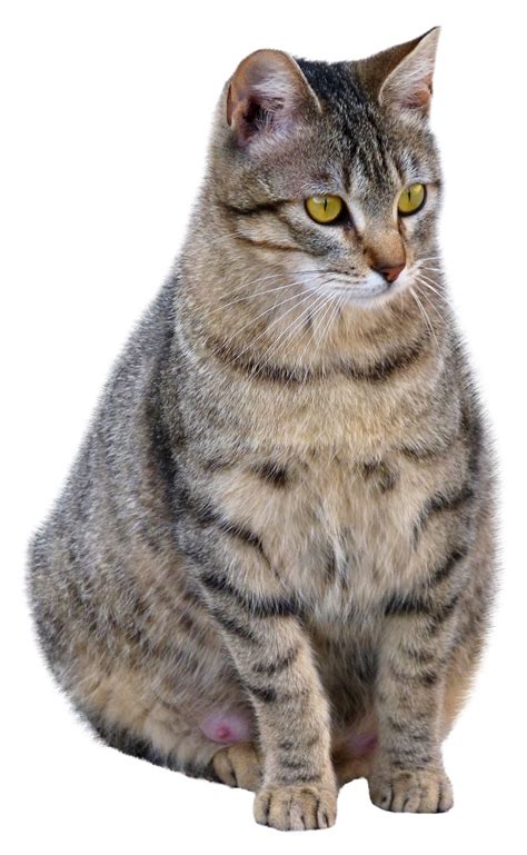 Chubby Cat Png Png Play
