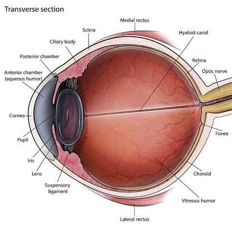 Transverse Section Of Eye Anatomy Photograph By Photon Illustration