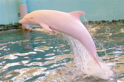 Rare Pink Dolphin Spotted In Louisiana Waters Video Canada Journal