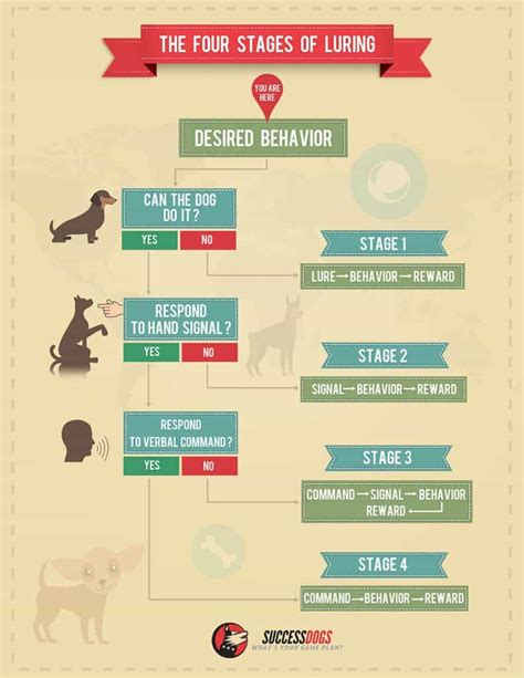Dog Training Infographic Version 2 The Four Stages Of Luring