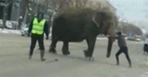 2 Elephants Escape From Circus In Russia Caught On Video