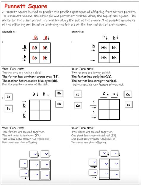 Punnett Squares Worksheet 7 Answer Key Fill Online Printable