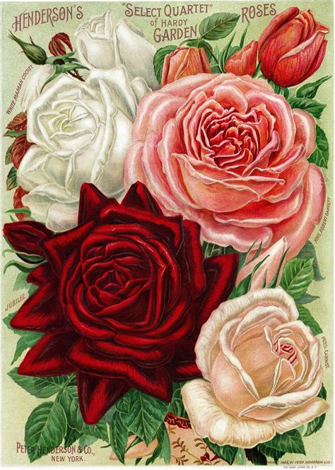 Vintage Antique Roses Posters Blisse Design Studio Vintage çiçekler