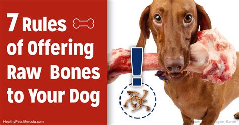 Can Dogs Eat Bones The Ultimate Guide To What S Safe And