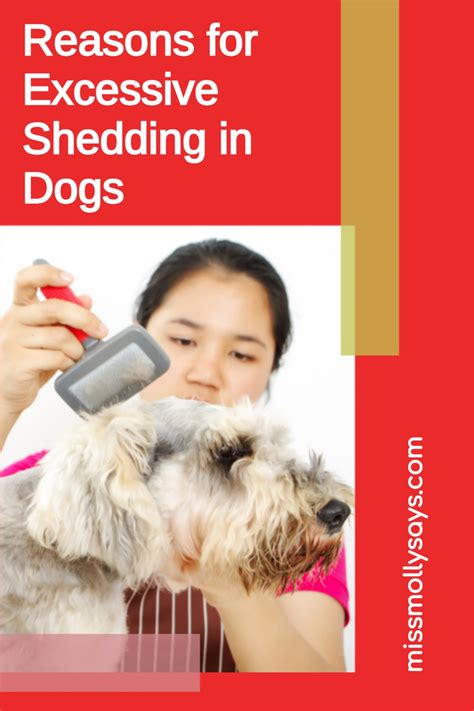 Reasons For Excessive Shedding In Dogs Miss Molly Says