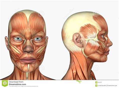 Human Anatomy Temple Muscles Of The Face Face Muscles