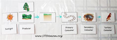 Stem Mom Food Chain Activity Worm Unit Food Chain Act