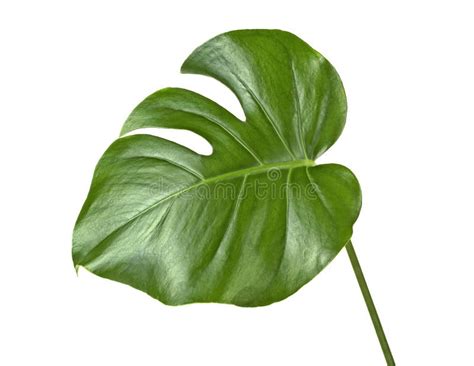 Green Monstera Tropical Leaf On Stem Isolated On White Background Stock
