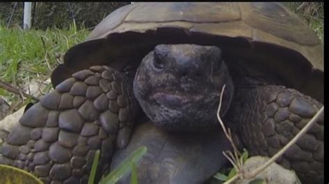 Gopher Tortoise On Sanibel Could Be Largest On Record Tortoise