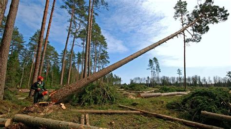 Logging Definition And Facts Britannica
