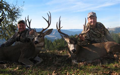 Elk Hunting Blacktail Deer Hunting California