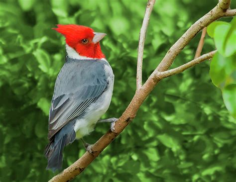 Red Crested Cardinal Photograph By Edelberto Cabrera Fine Art America
