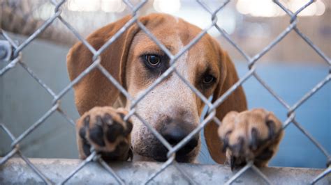 Local Animal Shelters Need Your Help