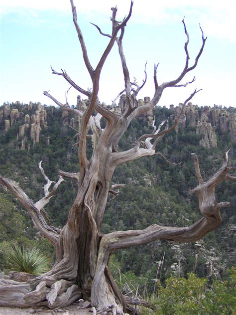 Gnarly Tree Chiricahua Nm By Theprimith On Deviantart