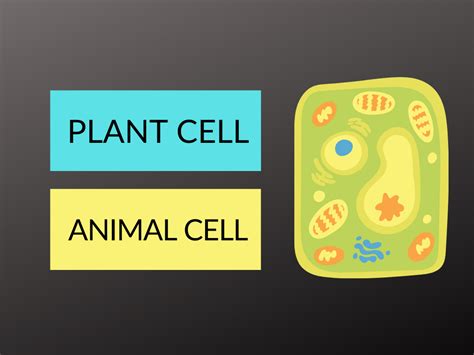 Animal Cell Versus Plant Cell