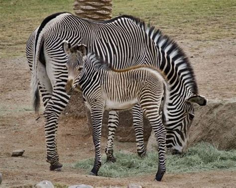 Spritely Grevys Zebra Foal Second Born At Phoenix Zoo Zooborns