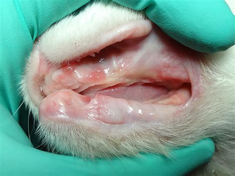 Two types of tooth extractions. Feline Stomatitis Therapy - Veterinary Dental Services