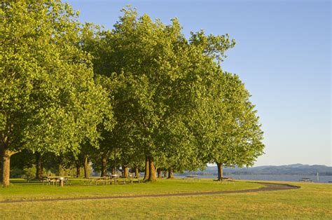 Trees In A Park Free Photo Download Freeimages