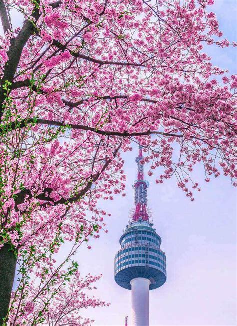 Where To See Cherry Blossoms In Seoul Hoponworld