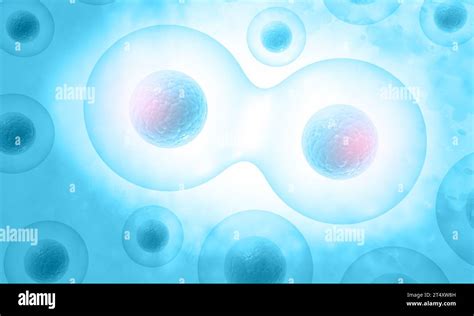 Human Cells Division 3d Illustration Stock Photo Alamy
