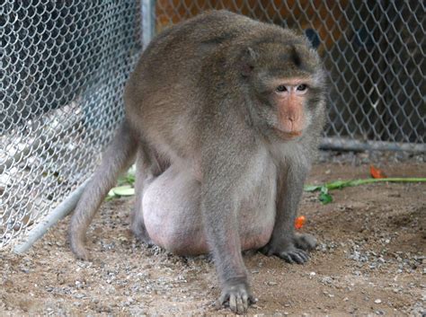 Thailands Chunky Monkey On Diet After Gorging On Junk Food Katu