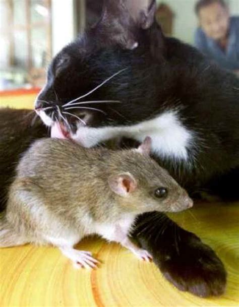 Cat And Rat Buddies Works Of The Creator An All Creatures Photo Journal